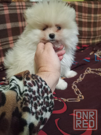 Щенки шпица померанского Донецк - изображение 3