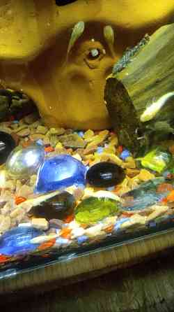 Продам аквариумных рыбок Торез