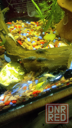 Продам аквариумных рыбок Торез - изображение 1