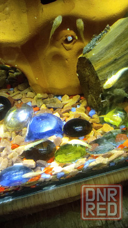 Продам аквариумных рыбок Торез - изображение 2