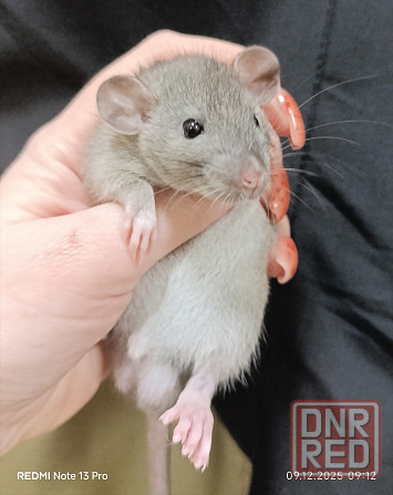 Мальчик Дамбо Донецк - изображение 2