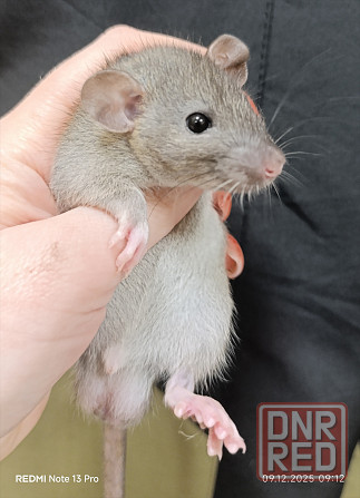 Мальчик Дамбо Донецк - изображение 1