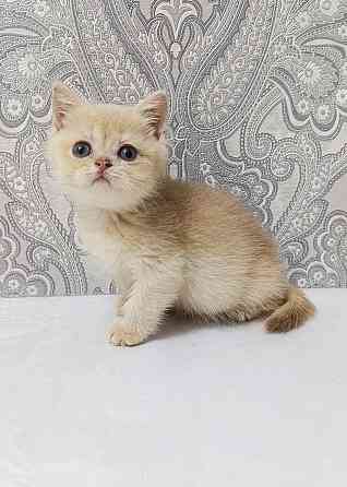 Золотая лиловая Девочка Макеевка