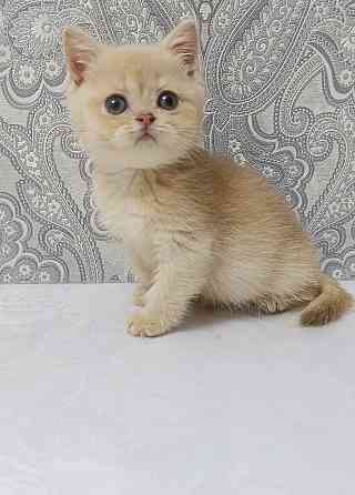 Золотая лиловая Девочка Макеевка