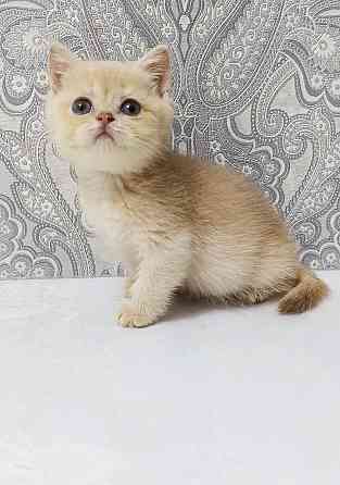 Золотая лиловая Девочка Макеевка