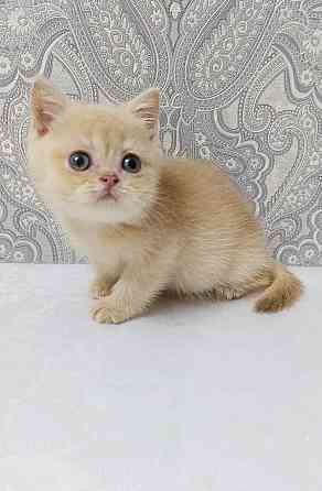 Золотая лиловая Девочка Макеевка