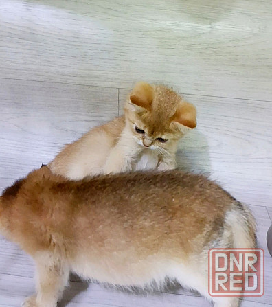 Золотой малыш Донецк - изображение 6