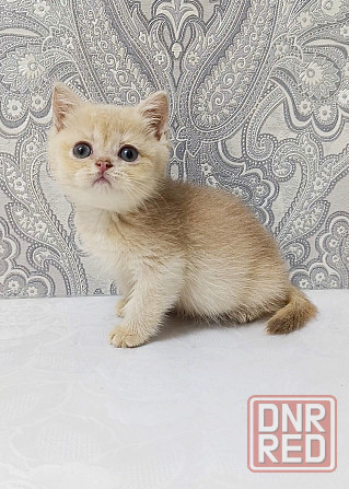 Золотая лиловая Девочка Макеевка - изображение 1