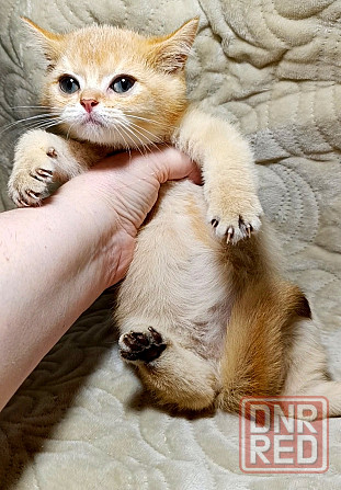 Золотой малыш Донецк - изображение 1