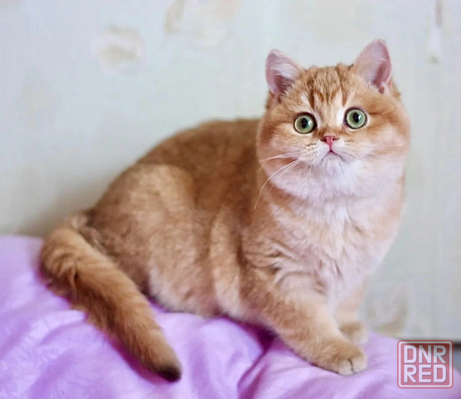 Золотой малыш Донецк - изображение 7