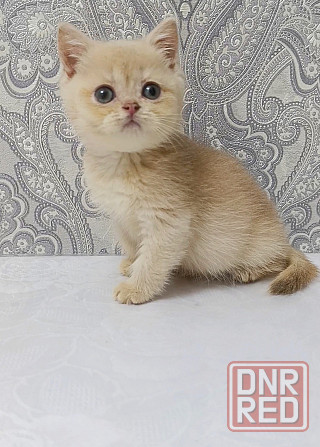 Золотая лиловая Девочка Макеевка - изображение 3