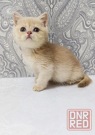 Золотая лиловая Девочка Макеевка - изображение 2