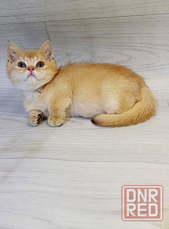 Золотой малыш Донецк - изображение 4