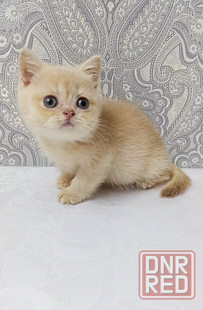 Золотая лиловая Девочка Макеевка - изображение 4