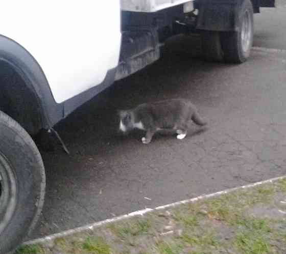 Рижая Жлоб, а зазнайка холокос Донецк