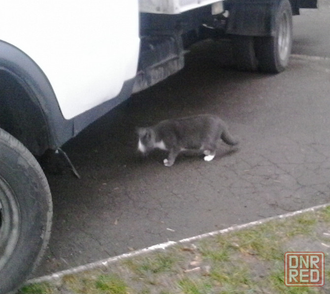 Рижая Жлоб, а зазнайка холокос Донецк - изображение 1