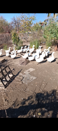 Гусь домашний Донецк