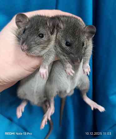 Ручные Малыши Дамбо Донецк