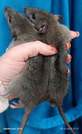 Ручные Малыши Дамбо Донецк