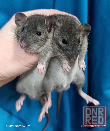 Ручные Малыши Дамбо Донецк - изображение 1