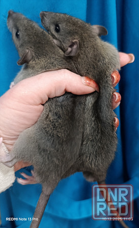 Ручные Малыши Дамбо Донецк - изображение 2