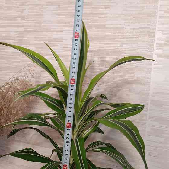 Драцена Лимон лайм Донецк