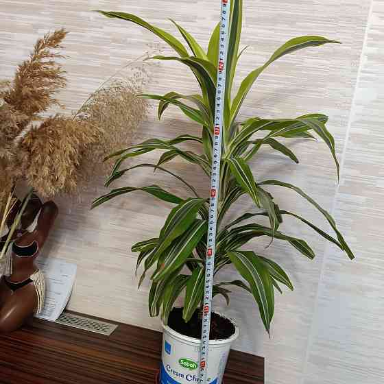 Драцена Лимон лайм Донецк