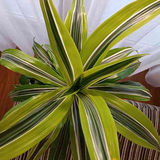 Драцена Лимон лайм Донецк