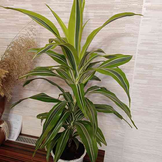 Драцена Лимон лайм Донецк