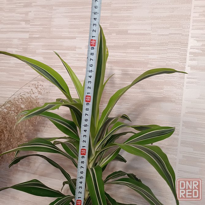 Драцена Лимон лайм Донецк - изображение 4