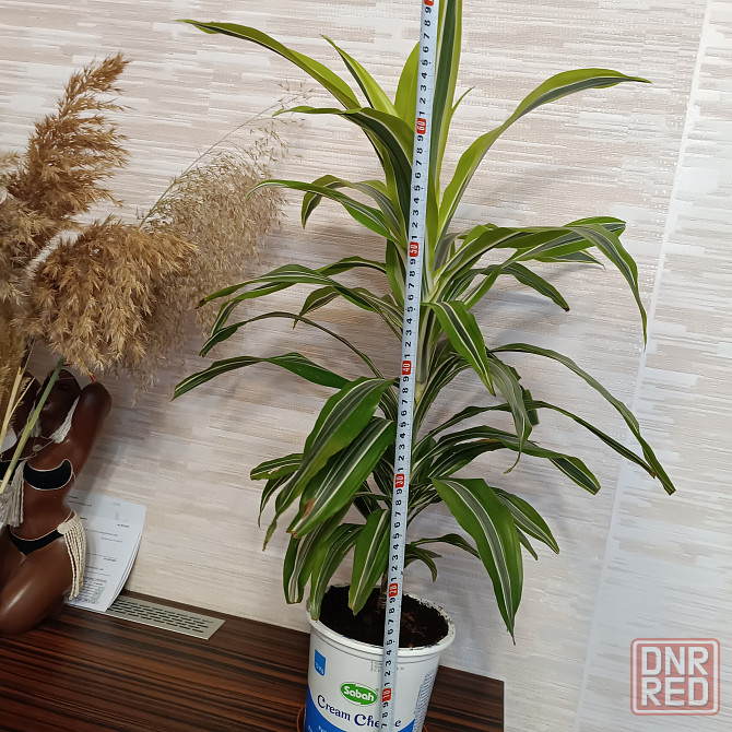 Драцена Лимон лайм Донецк - изображение 5