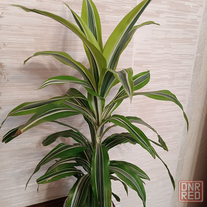 Драцена Лимон лайм Донецк - изображение 3