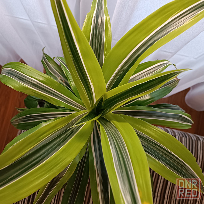 Драцена Лимон лайм Донецк - изображение 1