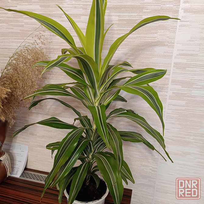 Драцена Лимон лайм Донецк - изображение 2