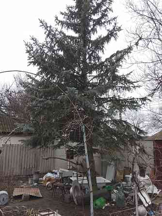 Ель голубая Донецк