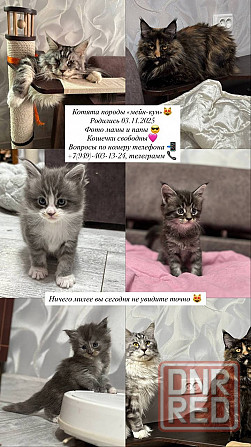 На продажу выставляются очаровательные котята породы мейн-кун. Донецк - изображение 1