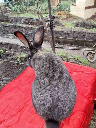 Кролик породы фландер на племя Донецк