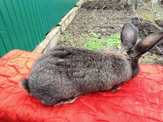 Кролик породы фландер на племя Донецк