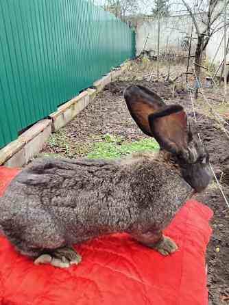Кролик породы фландер на племя Донецк