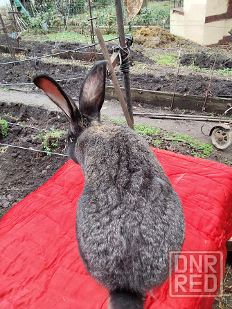 Кролик породы фландер на племя Донецк - изображение 3