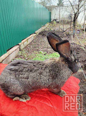 Кролик породы фландер на племя Донецк - изображение 1