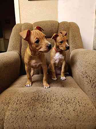 Продажа щенков Макеевка