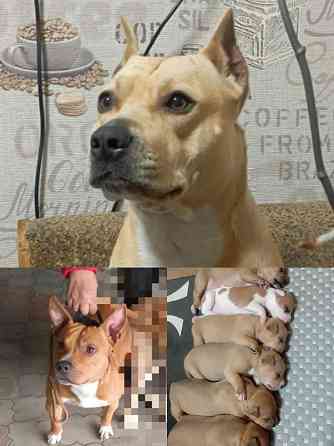 Продажа щенков Макеевка