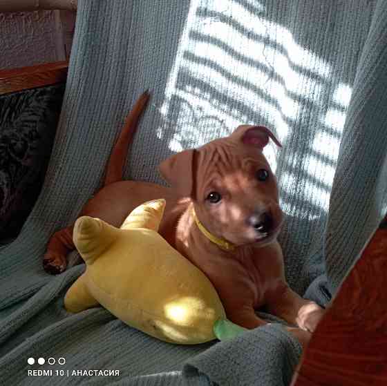 Продажа щенков Макеевка