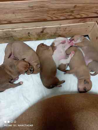 Продажа щенков Макеевка