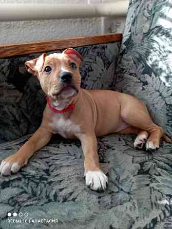 Продажа щенков Макеевка