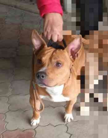 Продажа щенков Макеевка