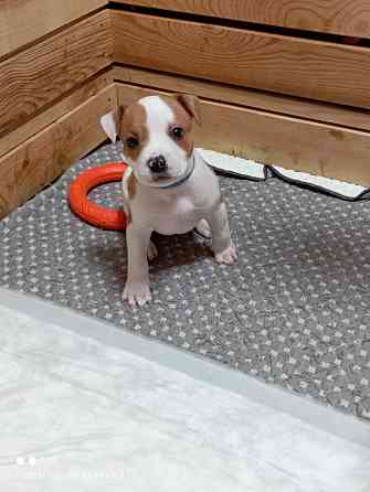 Продажа щенков Макеевка