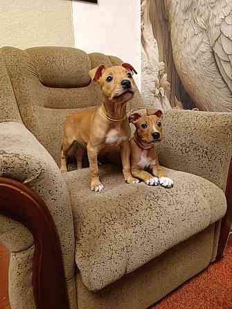 Продажа щенков Макеевка