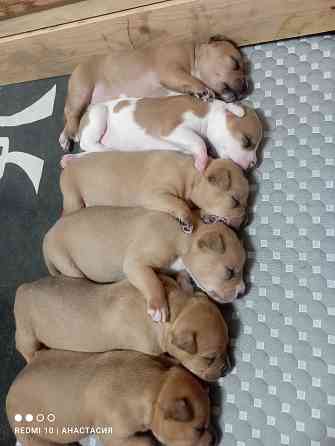 Продажа щенков Макеевка